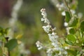 Silver lace vine Royalty Free Stock Photo