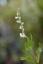 Silver lace vine Royalty Free Stock Photo