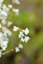 Silver lace vine Royalty Free Stock Photo