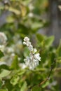 Silver lace vine Royalty Free Stock Photo