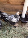 Silver laced Cochin chicken Royalty Free Stock Photo