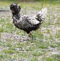 Silver Laced Polish Chicken Walking in Rocky Field