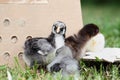 Silver Laced Wyandotte Chick and Cochins Royalty Free Stock Photo