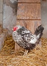 Silver Laced Wyandotte Chicken in Coop Royalty Free Stock Photo