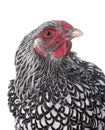 Silver-laced Wyandotte chicken