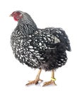 Silver-laced Wyandotte chicken