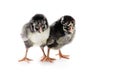 Silver Laced Wyandotte Chicks