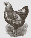 Silver laced Wyandotte hen in profile view