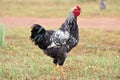 Silver-laced Wyandotte Rooster in field Royalty Free Stock Photo