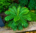 Silver lady or Dwarf tree fern Blechnum gibbum, Blechnaceae. Botanical garden kit karlsruhe Royalty Free Stock Photo