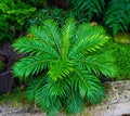 Silver lady or Dwarf tree fern, Blechnaceae Royalty Free Stock Photo