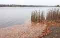 Silver Lake in fall, shore covered with yellow leaves, reeds, hilly wooded opposite bank Royalty Free Stock Photo