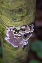 Silver leaf is a fungal disease of trees caused by the fungus plant pathogen Chondrostereum purpureum. Royalty Free Stock Photo