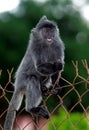 Silver leaf monkeys climbing on steel fence