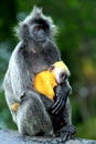 Silver leaf monkeys with orange colour baby