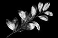 Silver leaves branch on black background isolated close up, decorative monochrome tree sprig, gray metal shiny plant leaf