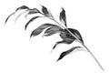 Silver leaves branch white background isolated closeup, decorative monochrome tree sprig, gray metal shiny plant leaf, grey metall