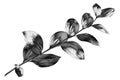 Silver leaves branch white background isolated closeup, decorative monochrome tree sprig, gray metal shiny plant leaf, grey metall