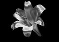 Silver lily