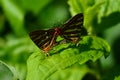 Silver lining butterfly mating at sunlight