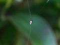 Silver-lobed Spider