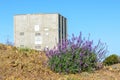Silver lupine bush blooms on rocky ground. Background concrete box of former military radar tower under blue sky at the peak of