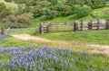 Silver Lupine Growing Wild in Meadow