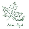 Silver Maple Acer saccharinum Leaf and samaras