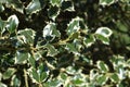 Silver-marginated Holly Royalty Free Stock Photo