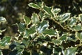 Silver-marginated Holly Royalty Free Stock Photo