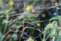 SILVER MARSH SPIDER ON A WEB IN A GARDEN