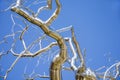 Silver metal tree sculpture in front of a blue sky Royalty Free Stock Photo