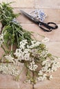 Silver milfoil (Achillea Millfolium), a medicinal herb Royalty Free Stock Photo