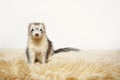 Silver mitt color female ferret in studio on white background Royalty Free Stock Photo