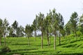 Silver Oak Trees in Tea Plantation in Munnar, Kerala, India