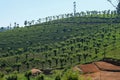 Silver Oaks amongst the tea bushes