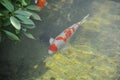 Silver and orange Koi (Nishikigoi or Amur carp - Cyprinus rubrofuscus) Japanese Carp fish swims in a clear pond Royalty Free Stock Photo