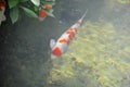 Silver and orange Koi (Nishikigoi or Amur carp - Cyprinus rubrofuscus) Japanese Carp fish swims in a clear pond Royalty Free Stock Photo