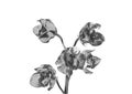 Silver orchid