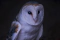 Silver owl sitting in dark Royalty Free Stock Photo