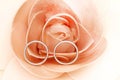 Silver pair ring inside rose Royalty Free Stock Photo