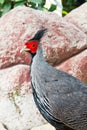 Silver pheasant