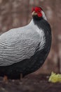 Silver pheasant Royalty Free Stock Photo