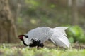 Silver Pheasant Birds in Thailand. Royalty Free Stock Photo