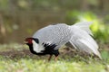 Silver Pheasant Birds in Thailand. Royalty Free Stock Photo