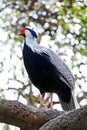 Silver Pheasant (male) Royalty Free Stock Photo