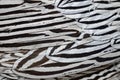 Silver Pheasant feathers Royalty Free Stock Photo