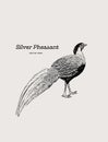 Silver Pheasant Gallophasis nycthemerus / vintage illustration Royalty Free Stock Photo