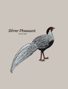 Silver Pheasant Gallophasis nycthemerus / vintage illustration Royalty Free Stock Photo