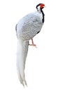 Silver pheasant isolated Royalty Free Stock Photo